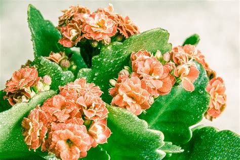 Kalanchoe Lifespan: A Look Into the Life Cycle - The Practical Planter