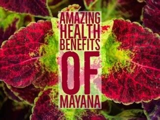 6 Amazing Health Benefits Of Niyog-niyogan | pangbenta.com