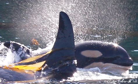 Mama and Baby Orca Whales Photograph by Podge Elvenstar