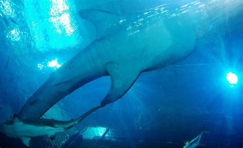 Best Whale Shark Tours from Cancun - Ultimate Guide