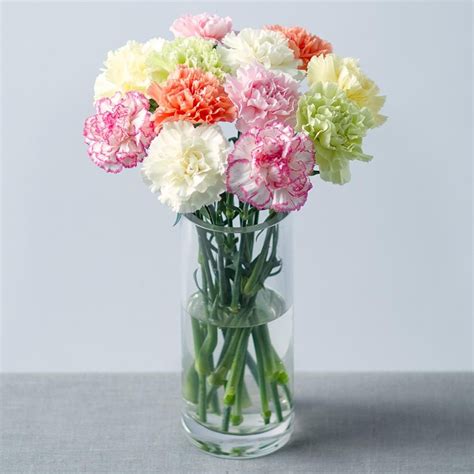 12 Long Stem Mixed Carnations Flowers Delivery 4 U Southall Middlesex