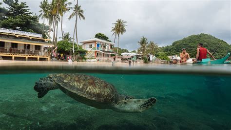 Sea Turtle Sanctuary Has Survived 40 Years. Climate Change May Kill It ...