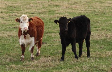 Two Rare Breeds Cattle Photograph by Jeff Townsend