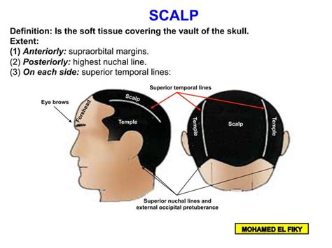 Anatomy of scalp