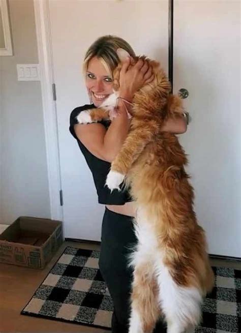 Maine Coon Taille Celui Ci Est Tellement Grand Qu Il Fait D J La