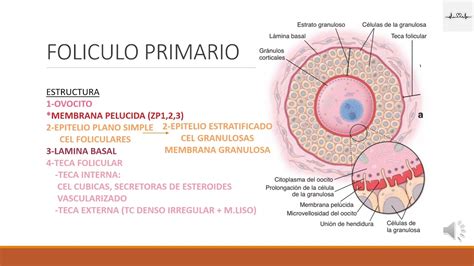 Desarrollo Folicular Histologia Youtube