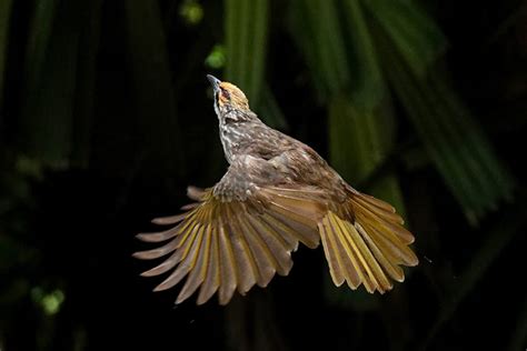 Jumlah Jenis Dan Risiko Kepunahan Burung Di Indonesia Meningkat