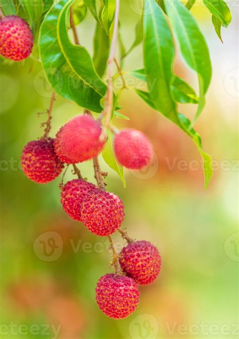 Lychees On The Treeclose Up Of Lychee Fruitfresh Lychee Fruits