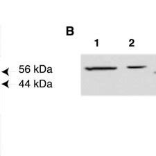 Identification Of A Leishmania Kda Shp Binding Protein As Ef