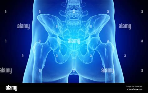 Posterior Skeletal Anatomy Of The Hip Illustration Stock Photo Alamy