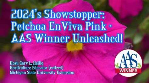 S Showstopper Petchoa Enviva Pink Aas Winner Unleashed Youtube