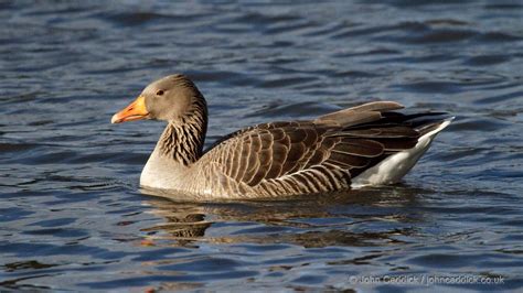 Greylag Goose adult - John Caddick | John Caddick