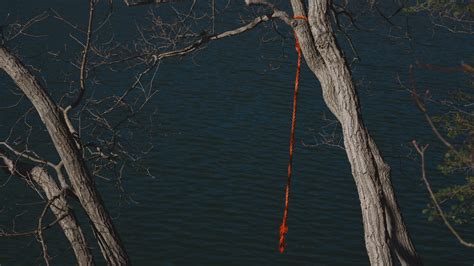 Wallpaper Sunlight Trees Water Nature Rope Swing Reflection