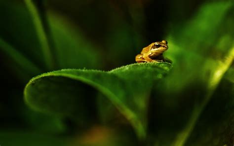 Plant Leaf Green Frog wallpaper | 1680x1050 | #13988