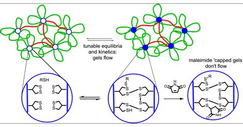 Dithiolane Derived Dynamic Covalent Materials Cooperative Self