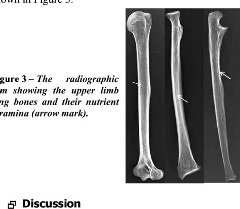 Figure 2 From Morphological And Topographical Anatomy Of Nutrient