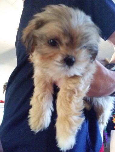 Lhasa Apso Shih Tzu mixed puppies for sale for Sale in Springfield ...