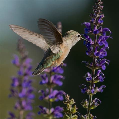 Calliope Hummingbird Audubon Field Guide