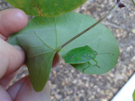 Shield Bug Stink Bug Project Noah