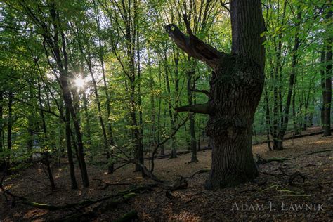 Kampinoski Park Narodowy C