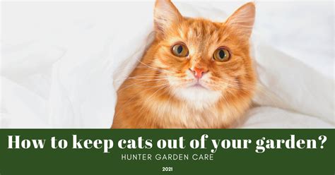 Huntergardencare How To Keep Cats Out Of Your Garden Best Tips To