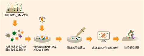 Crispr文库筛选基因敲除细胞点突变文库筛选crispr检测艾迪基因【官网】