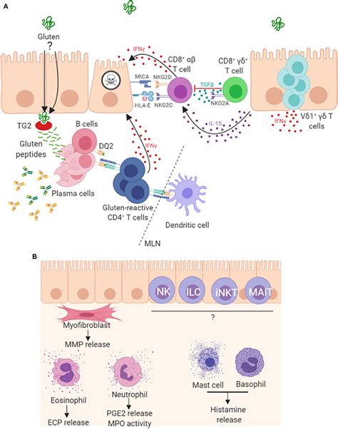 Frontiers Coeliac Disease Pathogenesis The Uncertainties Of A Well Known Immune Mediated Disorder