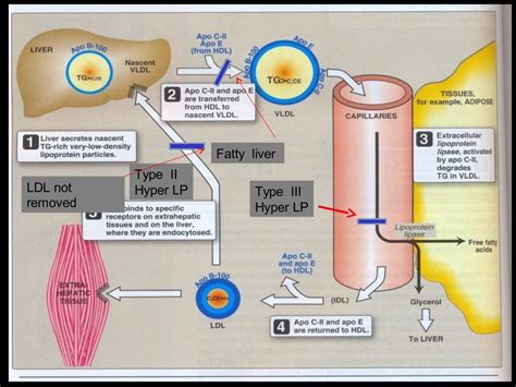 Lipoprotein metabolism