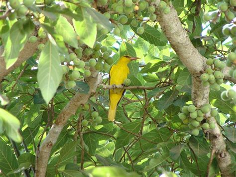 Free Golden Oriole Bird Photos Pixabay