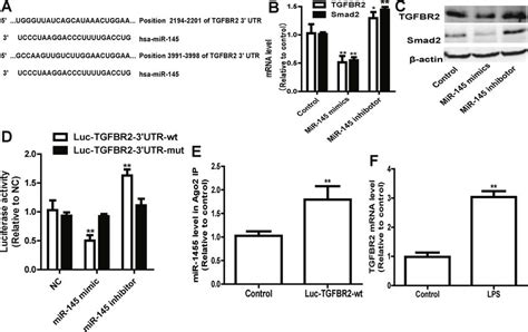 Tgfbr Is Identified As A Potential Target Of Mir In Huvecs A