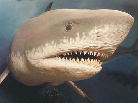 Extinct Megalodon The Largest Shark Ever May Have Grown Too Big Nbc News