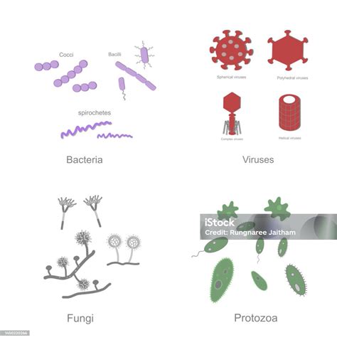 Ilustración De Los Iconos De Microorganismos Se Representaron En 4