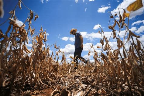 Mudan As Clim Ticas Na Agricultura Quais S O Os Impactos