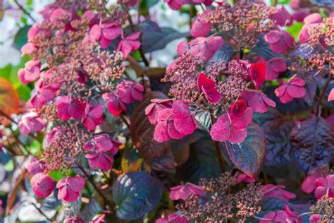 Comment Et Quand Planter Un Hortensia Dans Son Jardin