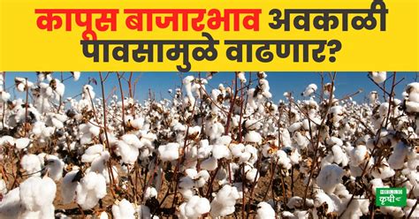 Cotton Rate कापूस बाजारभाव अवकाळी पावसामुळे वाढणार आजचे दर चेक करा Hello Krushi