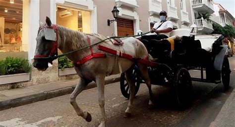 Col Mbia Charretes Famosas Puxadas Por Cavalos Em Cartagena Colonial