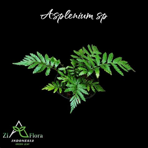 Jual Asplenium Sp Paku Pakuan Fern Pakis Tanaman Paludarium Terrarium