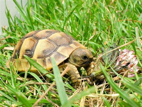 Consejos Para Cuidar Una Tortuga De Tierra