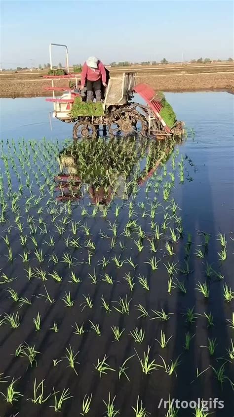 Riding Rice Transplanters Have Narrow Solid Rubber Wheels To Drive On Paddy Fields  On Imgur