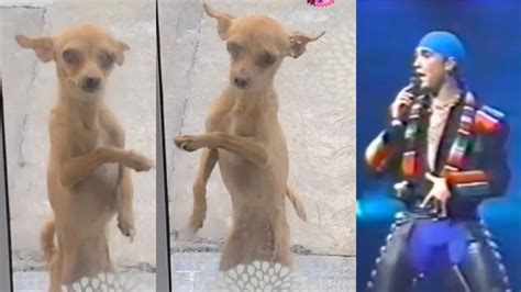 El Perrito Sergio Mayer No Exis Así Apoya Este Lomito Al Team Infierno Video Infobae