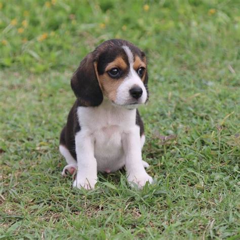 Imagens Adoráveis De Mini Filhotes De Cachorro Beagle Dogs Slideshows