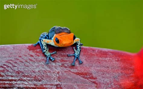 Ranitomeya Fantastica Nominal Poison Dart Frog Carrying Tadpoles