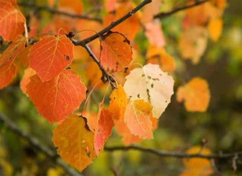 Populus Tremuloides Culture Du Peuplier Faux Tremble