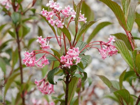 Viorne De Bodnant Viburnum Bodnatense Aberconway Ou Viorne D Hivers