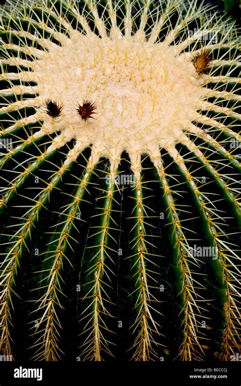 Golden Barrel Cactus Echinocactus Grusonii Stock Photo Alamy