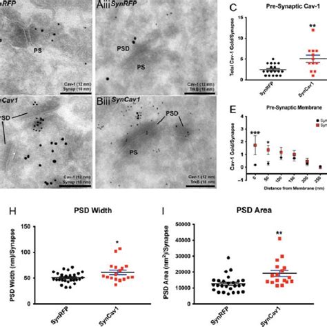 Immunogold Em Showing Cav 1 Subsynaptic Localization At Excitatory Download Scientific Diagram