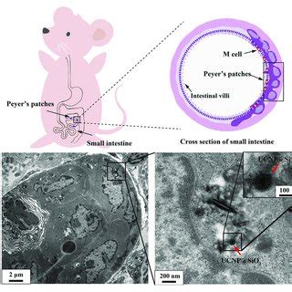 A Schematic Illustration Of Peyer S Patches In Small Intestine B