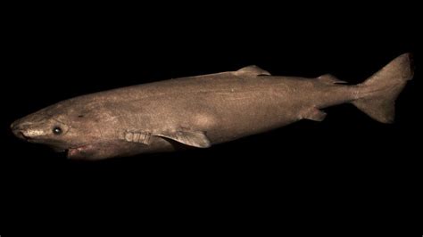 400 Year Old Greenland Shark ‘longest Living Vertebrate Bbc News