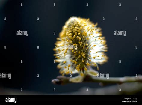 Pussy Willow Goat Willow Also Known As Pussy Willow Or Sallow Salix