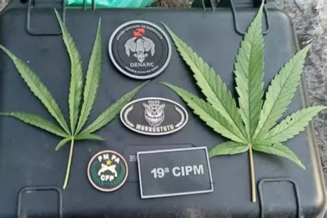 Plantação de maconha é localizada e destruída no Pará Portal Debate